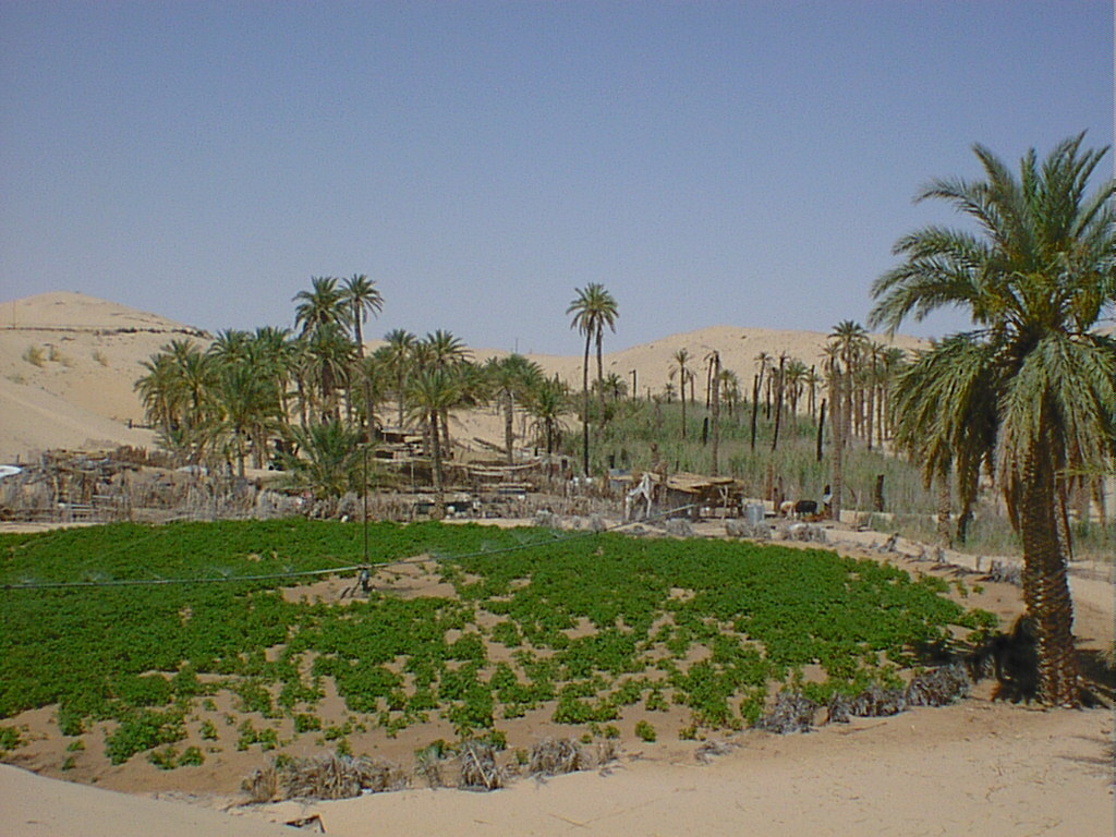 Ghout-Oasensystem von El Oued in Algerien: Der Boden wurde hier bis auf Grundwasserniveau ausgehoben. Die Dattelpalmen werden in rund einem Meter Tiefe gepflanzt und kommen mit dem verfügbaren Wasser ohne zusätzliche Bewässerung aus.