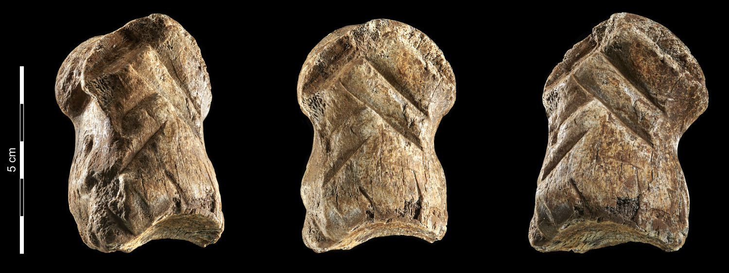 The carved bone – a foot bone from a giant deer (Megaloceros giganteus) – found in the Unicorn Cave (inventory no. 46999448-423).