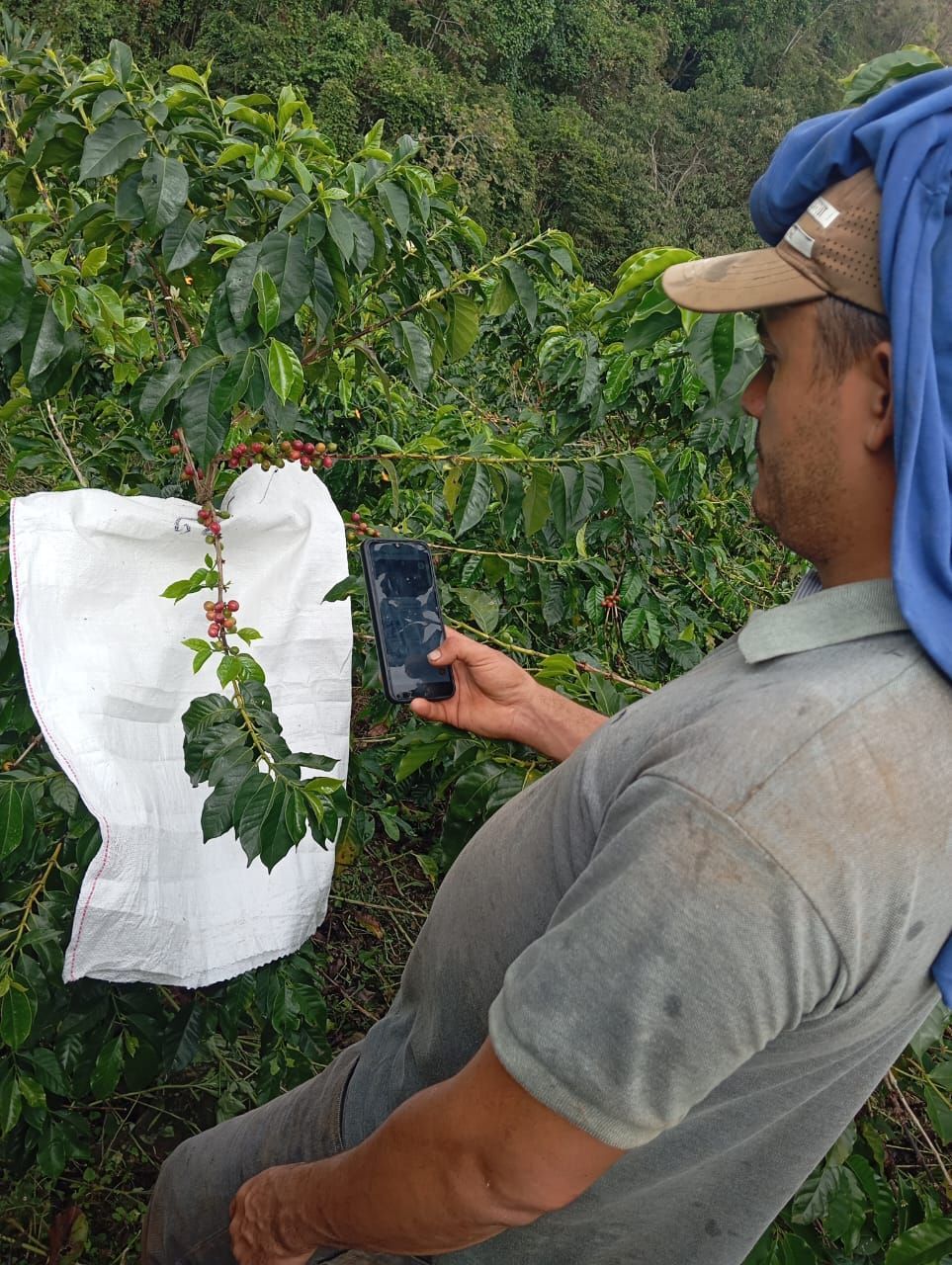 A man photographs the branch of a coffee plant. Based on the number of coffee cherries, the AI-supported app 