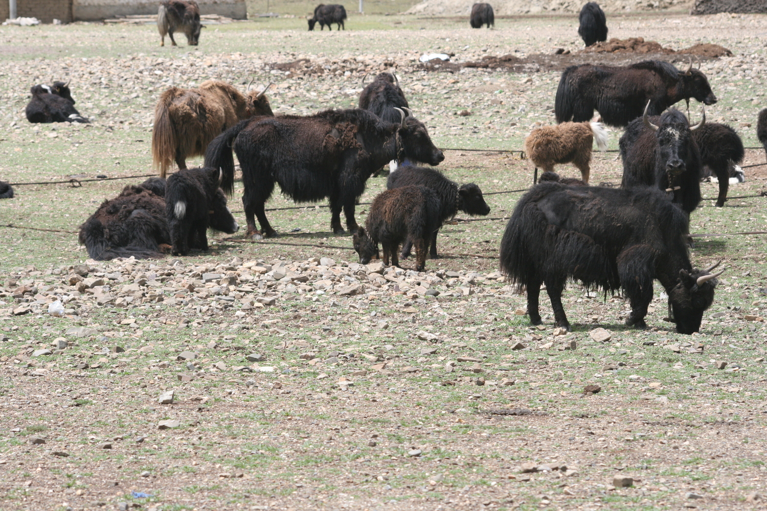 Intensive grazing, especially near settlements, leads to erosion of the fertile topsoil.