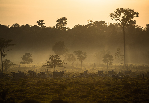 Rainforest gives way to pastures in the Brazilian Amazon in Mato Grosso.
