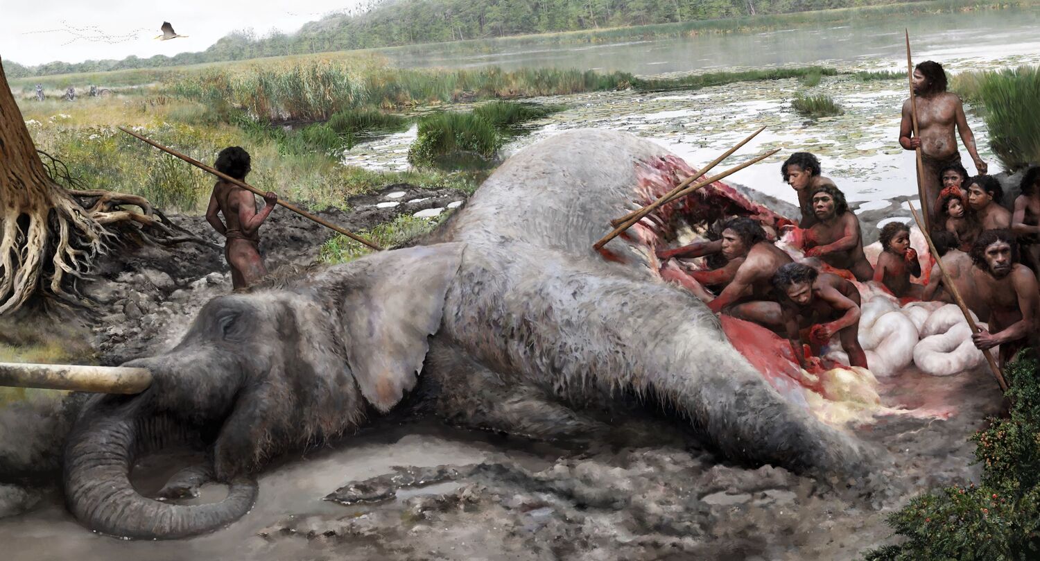 This illustration gives an idea of how Neanderthals would have butchered an elephant: they used flint tools to break open the thick elephant skin and then remove the organs and meat. Hunting a male elephant like this, could have only been successful as a well-organised group.