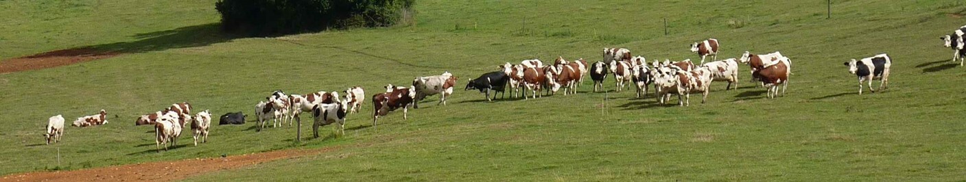 Weidende Kühe sollen zurück in die Landschaft gebracht werden.