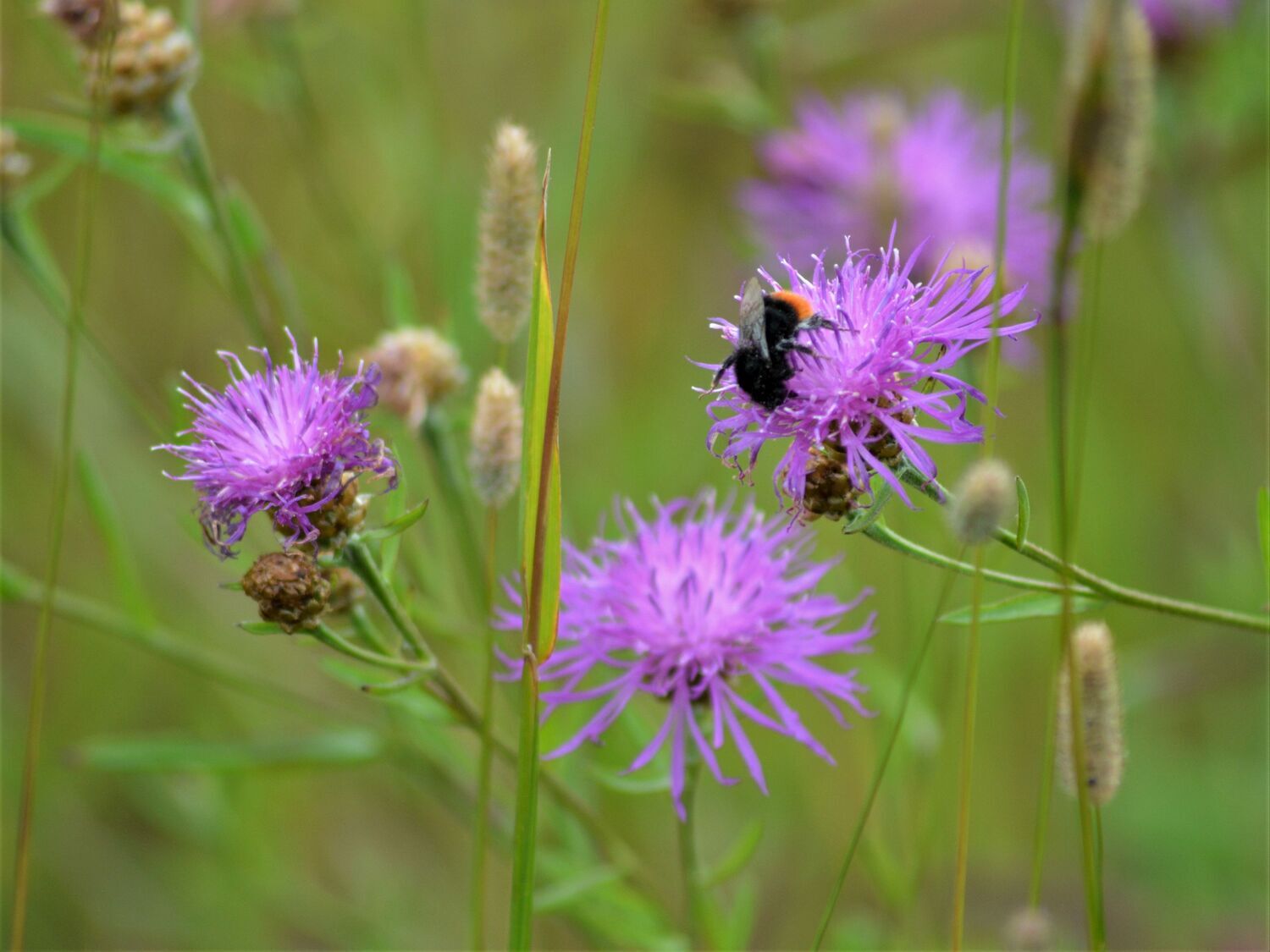 Steinhummel an Wiesen-Flockenblume