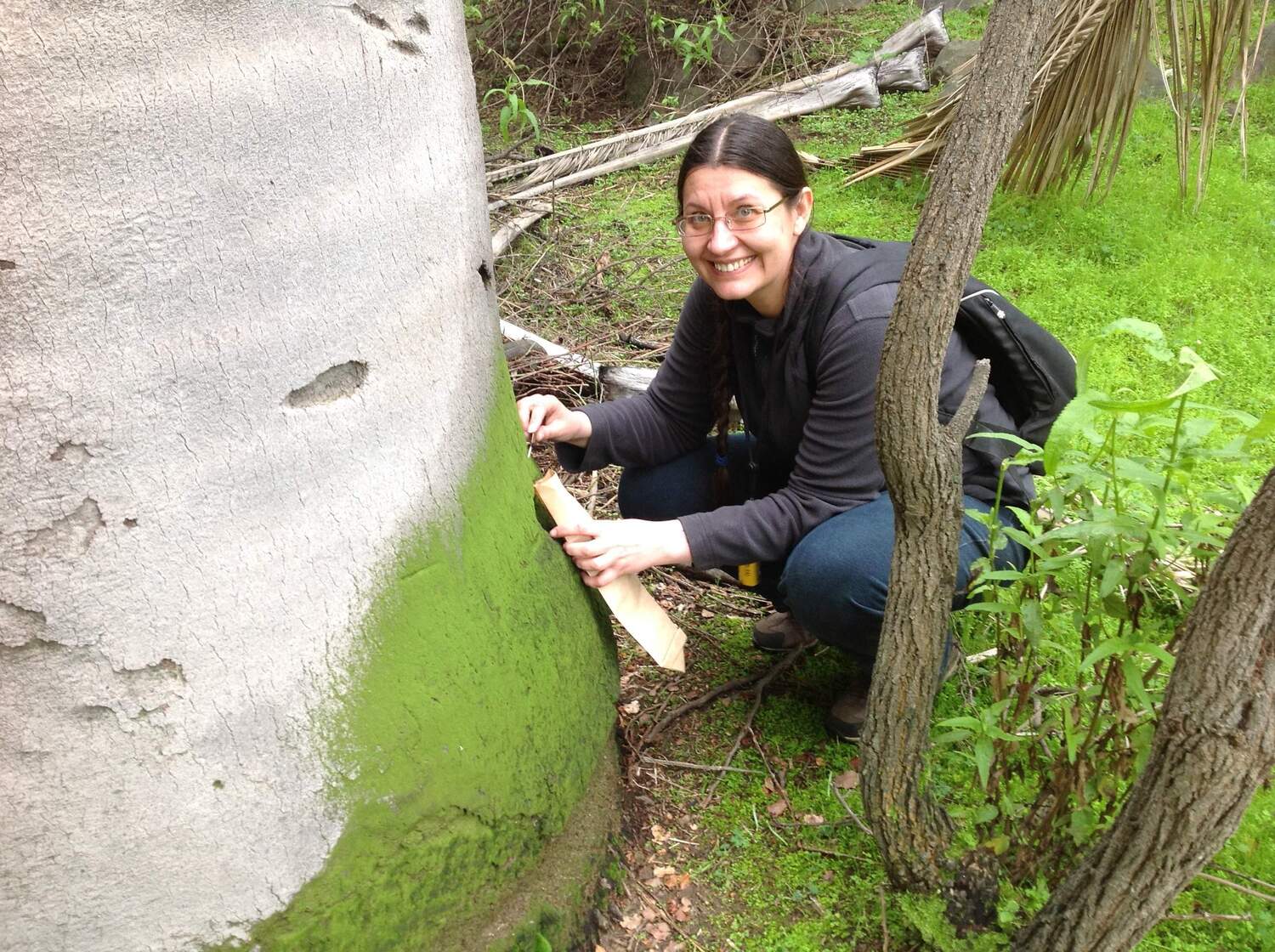 Dr Tatyana Darienko, University of Göttingen, co-author on the study, collecting the green biofilms on the trees and rocks that are the natural habitat of the rare alga Chlorokybus.