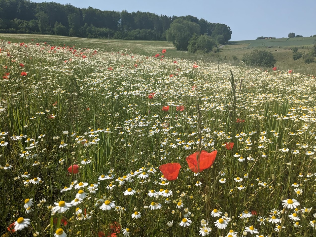 Heimische Wildpflanzen auf der Blühfläche im zweiten Jahr nach der Aussaat bei Fürstenhagen im niedersächsischen Landkreis Northeim