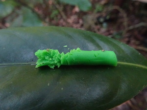 A plasticine caterpillar is used to measure the attacks from predators.
