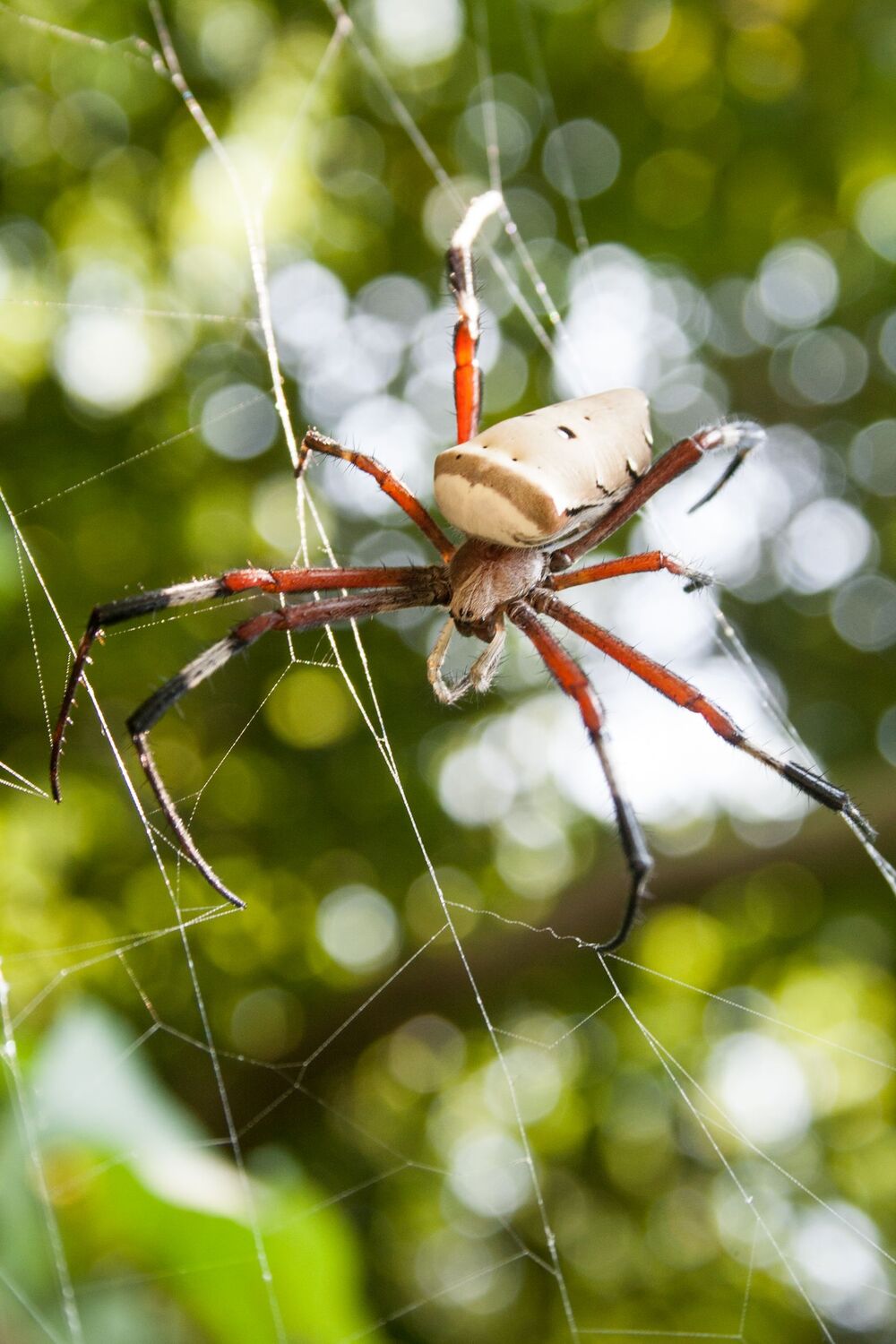 A web-spinning spider: one of the hunter arthropods of the forest