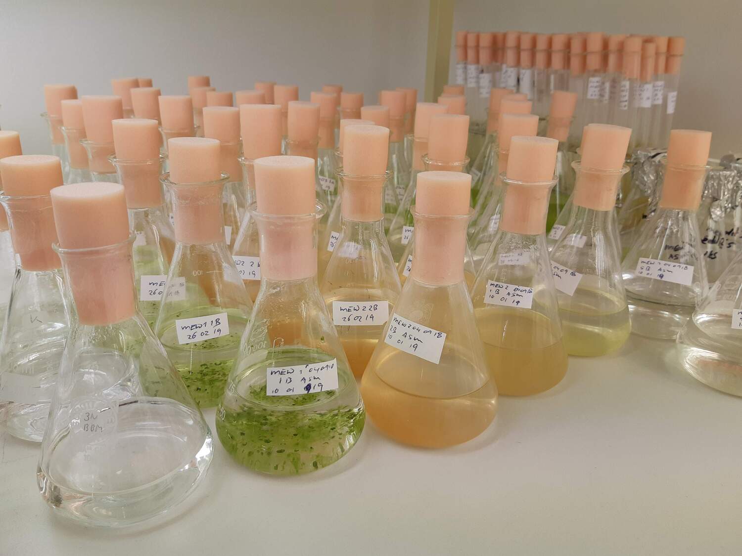 Algae cultures used for the study