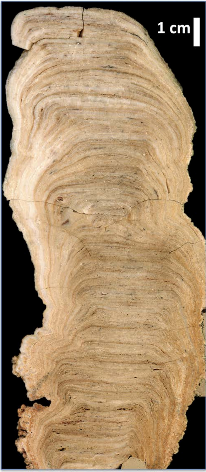 Schnitt durch den MA-1 Stalagmiten aus der Arevalo-Höhhle zeigt die feine Schichtung von Kalk. Diese Ablagerungen sind ein geochemisches Archiv der sich veränderten Umweltbedingungen an der Erdoberfläche über mehr als 4000 Jahre.