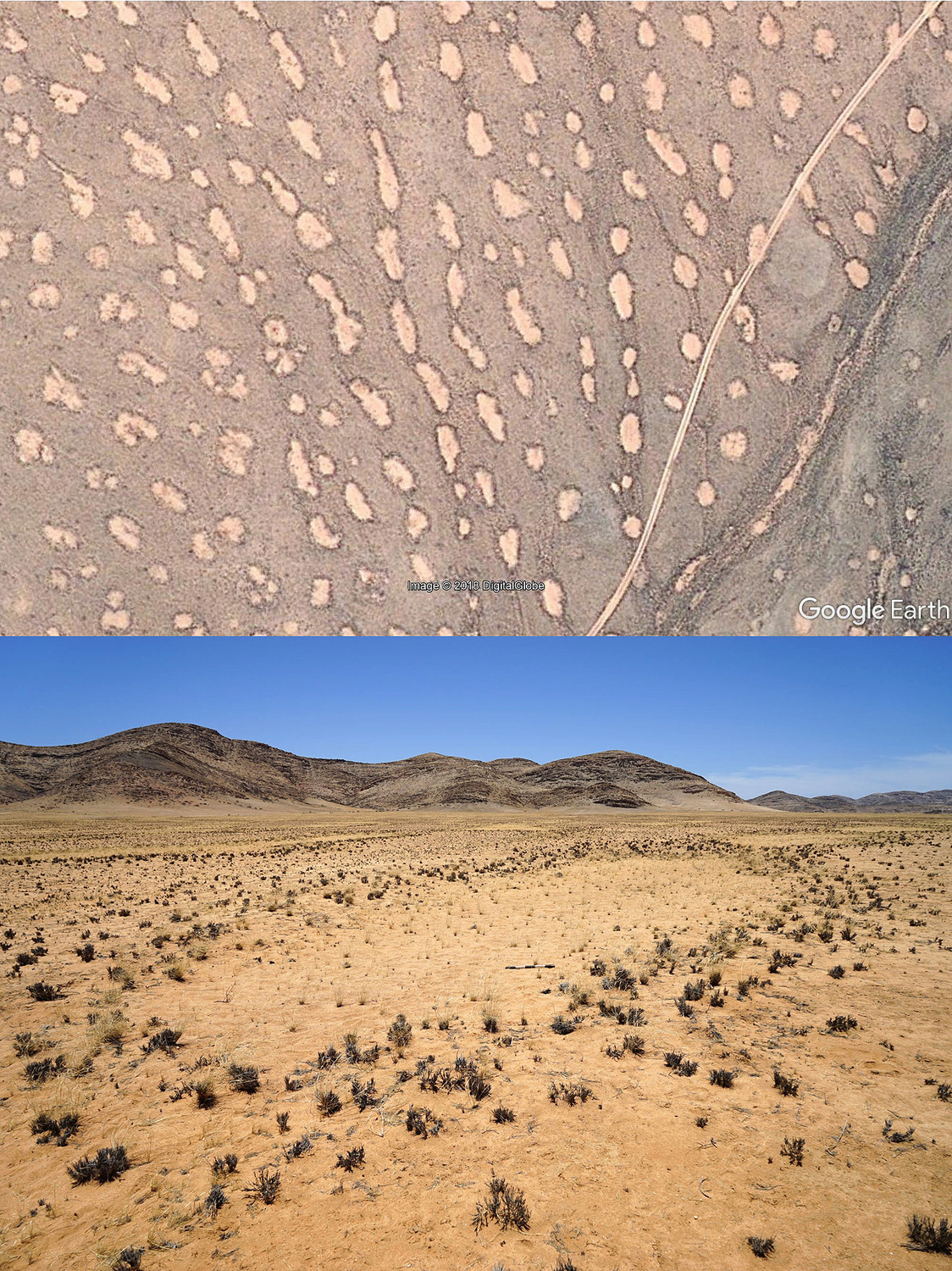 Oval-shaped mega fairy circles form a chain-like structure along a drainage line in Namibia.