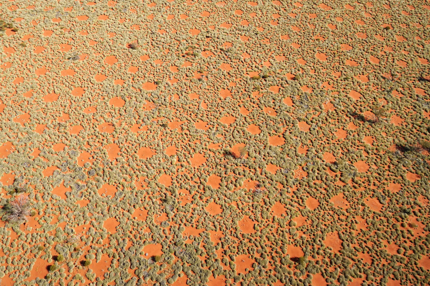 The fairy circles seen from the air. They form an additional source of water in this arid region, because the rainwater flows towards the grasses on the edge.