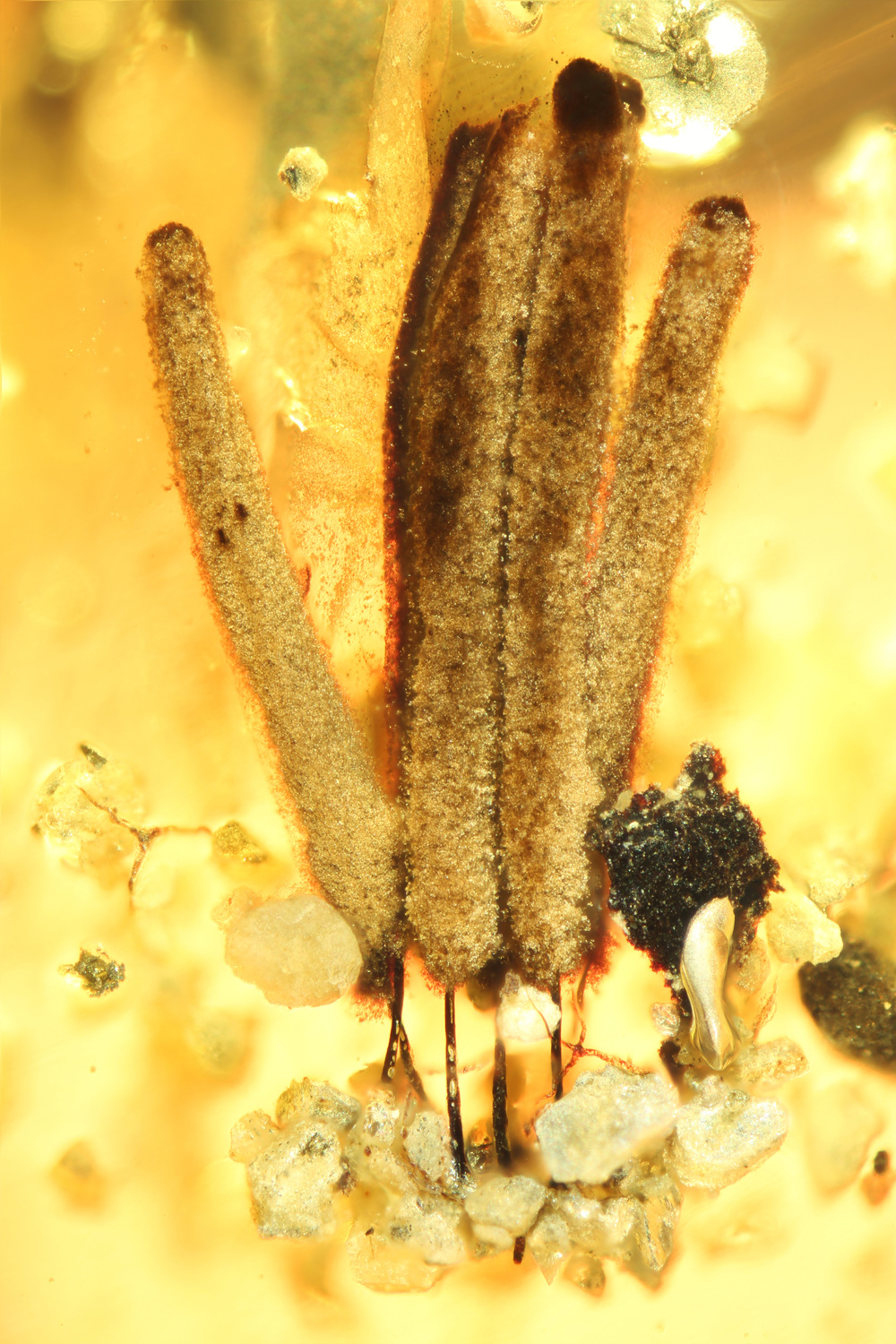 Group of several fruiting bodies of a slime mould (myxomycetes), around 2.5 millimetres long, in amber, which is about 100 million years old, from Myanmar: long-stalked fruiting bodies support the distribution of the spores, then as now.