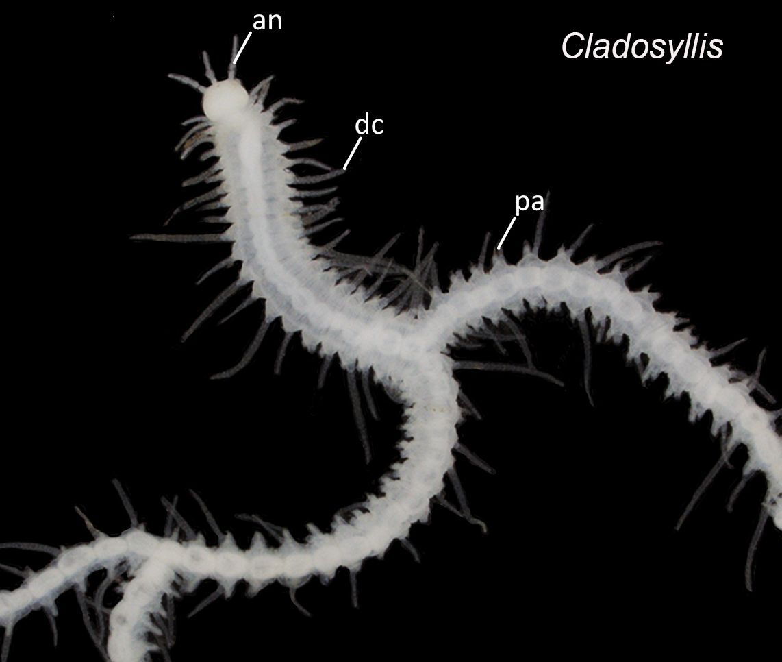 A microscope image of the newly identified branching worm genus Cladosyllis which was collected in Okinawa, Japan. It shows the antenna (marked “an”), the dorsal cirrus – one of many hair-like sensory structures to help the worm feel its way round its environment (“dc”), its eyespot (“ey”), and parapodium – one of hundreds of fleshy outgrowths that help the worm feel, crawl and swim (“pa”).